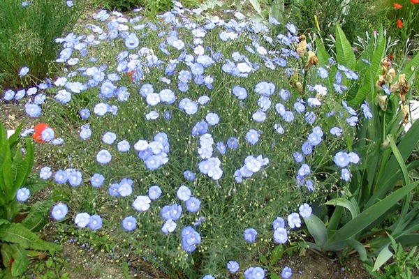 蓝花亚麻