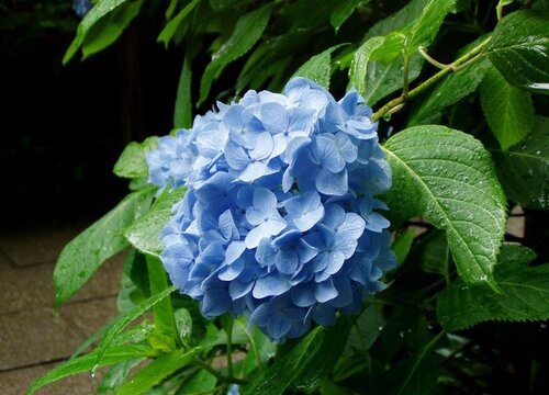 绣球花在室内养的好还是室外养的好