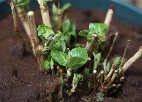 绣球花到了冬天会掉叶子吗