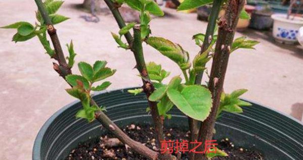 教你一招解决月季黑杆
