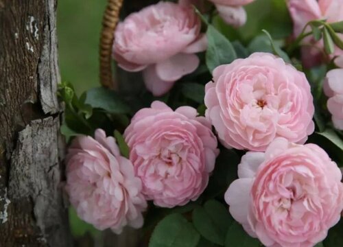 月季花早春可以施肥吗?