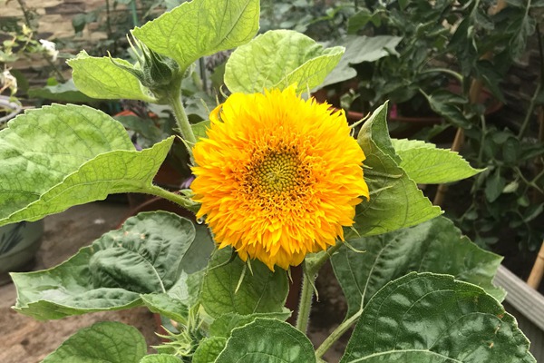 玩具熊向日葵