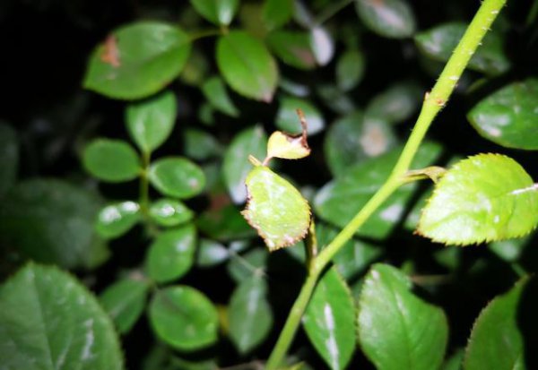 月季花嫁接后芽发黑是什么原因