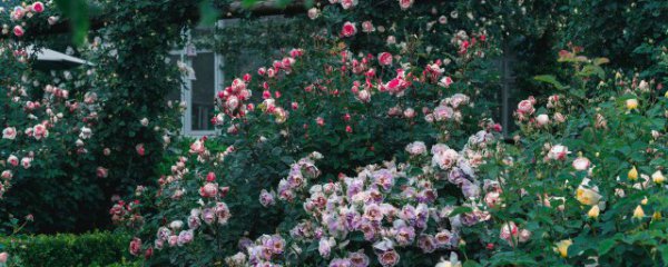 家里阳台可以种植月季花吗？