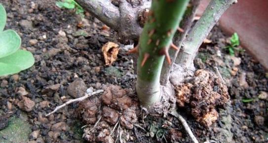 盆栽月季烂根是什么原因，如何来处理