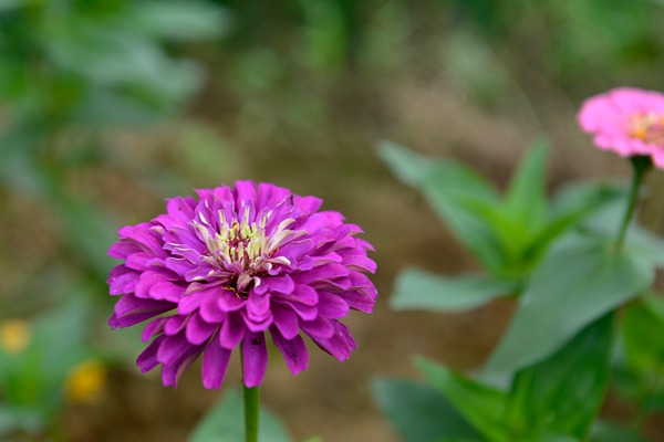 百日草种子种植方法及养护技巧