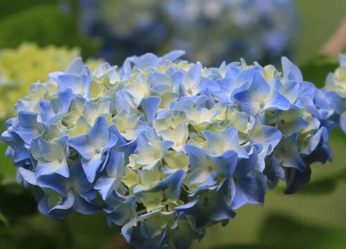 绣球花冬天会被冻死吗