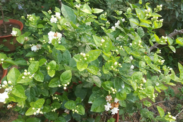 茉莉花的种植步骤详解