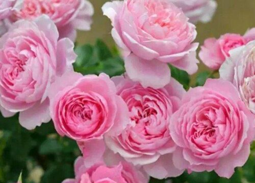 月季花期掉花瓣是什么原因