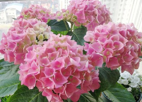 绣球花的风水寓意,怎么摆放合适