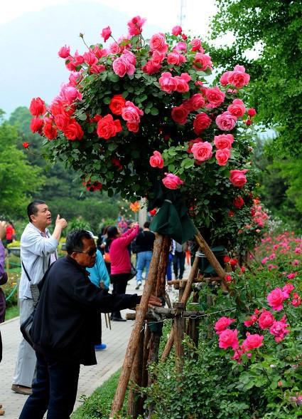 月季花能和什么树嫁接