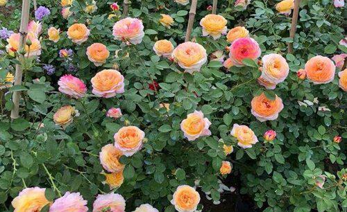 盆栽月季花烂根抢救方法