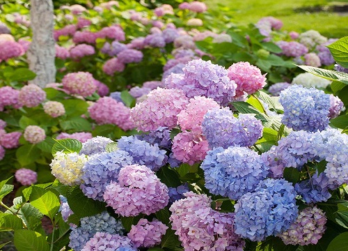 绣球花是多年生植物吗(绣球花能活几年)