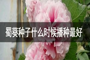 蜀葵种子什么时候播种最好