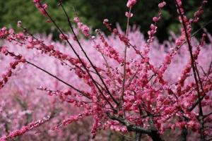 什么梅花最好最贵最高贵