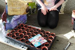 麝香豌豆花种子怎么种,多久发芽
