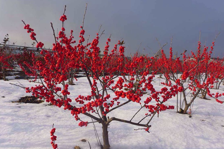 春节家里养什么花好呢