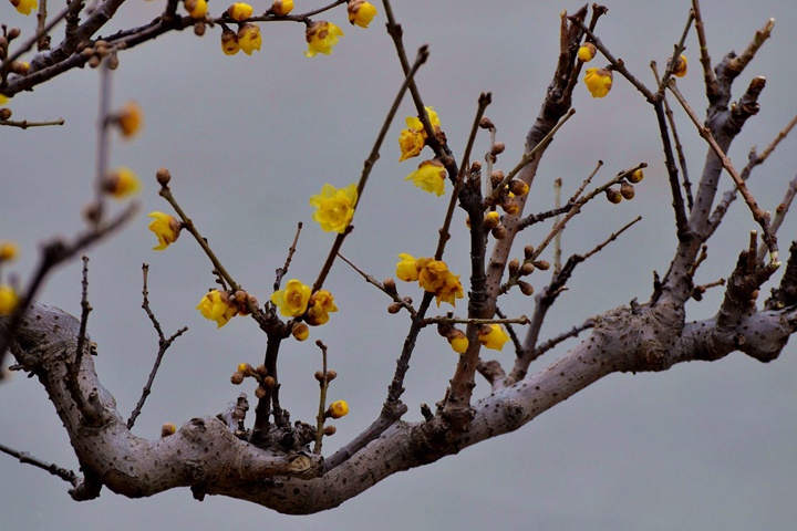 春节期间开放的十种花卉(过年开的花)