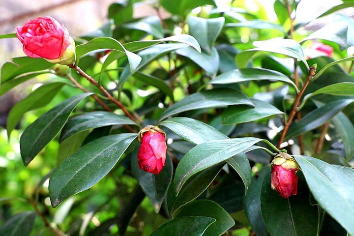 [茶花]茶花图片_批发价格_花期