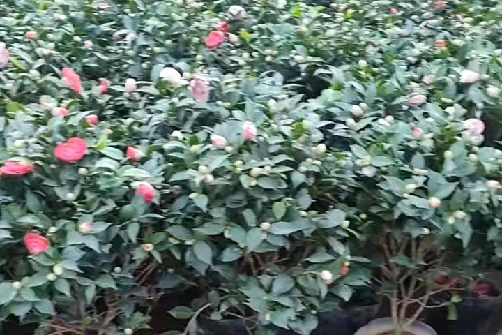 [茶花]茶花图片_批发价格_花期