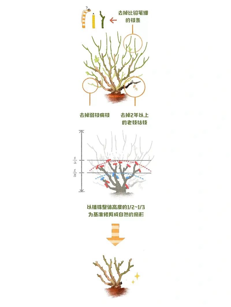 月季冬剪通用基本原则(图文教程)