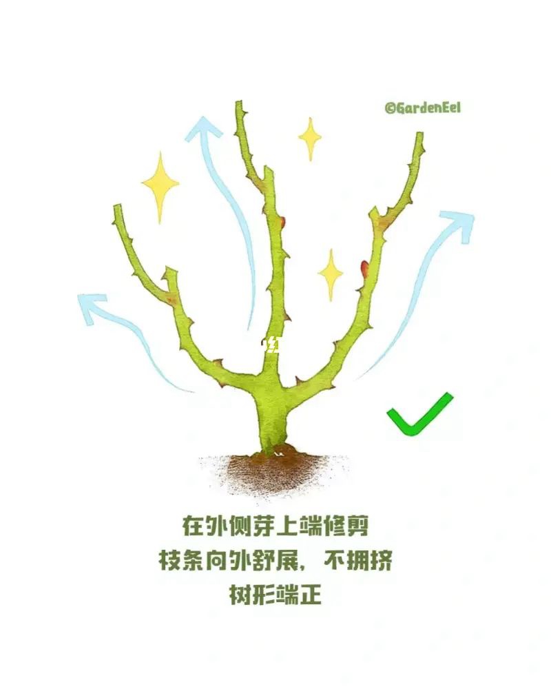 月季冬剪通用基本原则(图文教程)