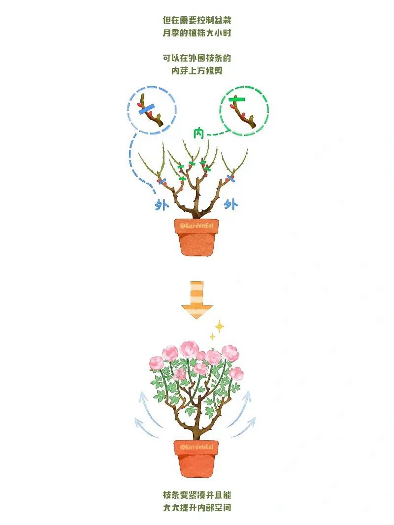 月季冬剪通用基本原则(图文教程)
