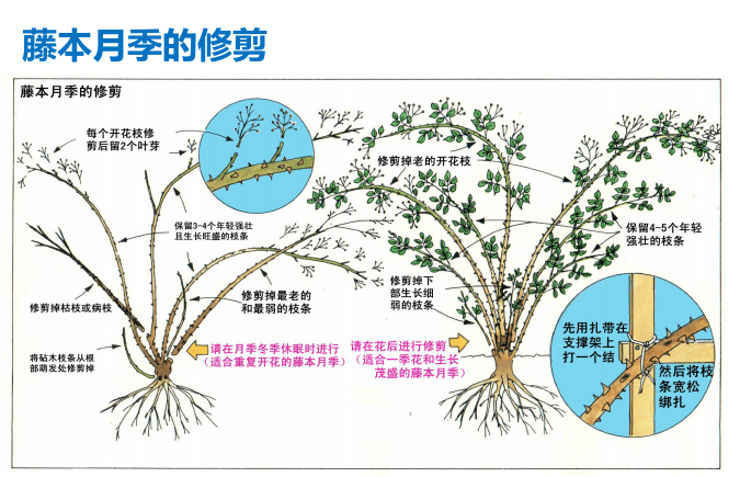 爬藤月季冬季修剪横拉技巧（做好了来年轻松开爆花）