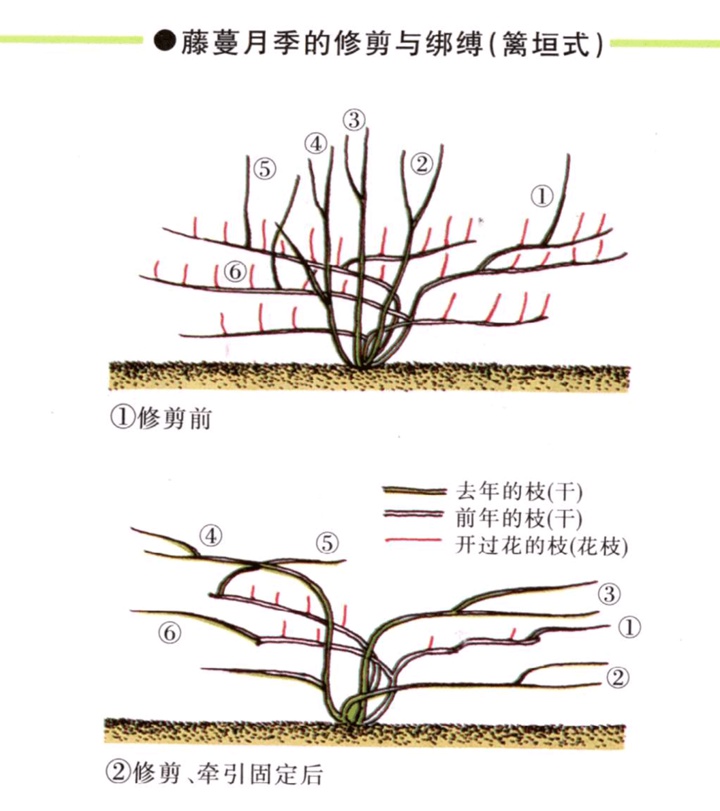 爬藤月季冬季修剪横拉技巧（做好了来年轻松开爆花）