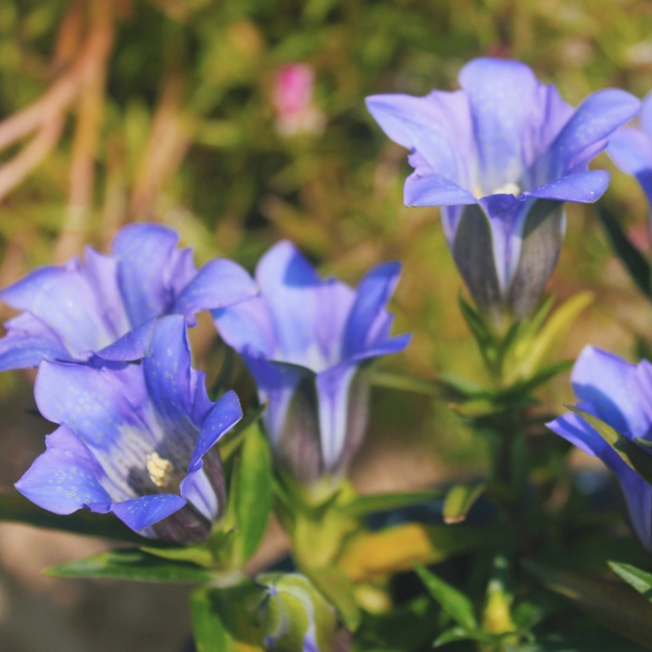 [龙胆花]龙胆花图片_花期_批发价格
