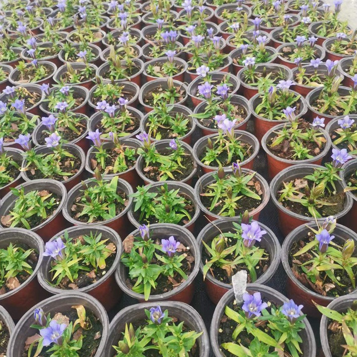 [龙胆花]龙胆花图片_花期_批发价格