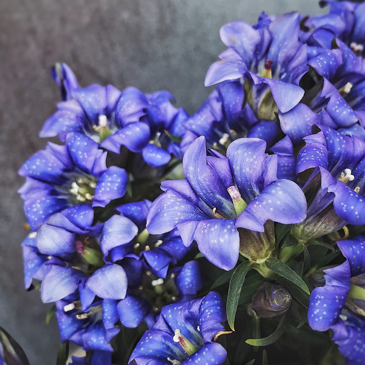 [龙胆花]龙胆花图片_花期_批发价格