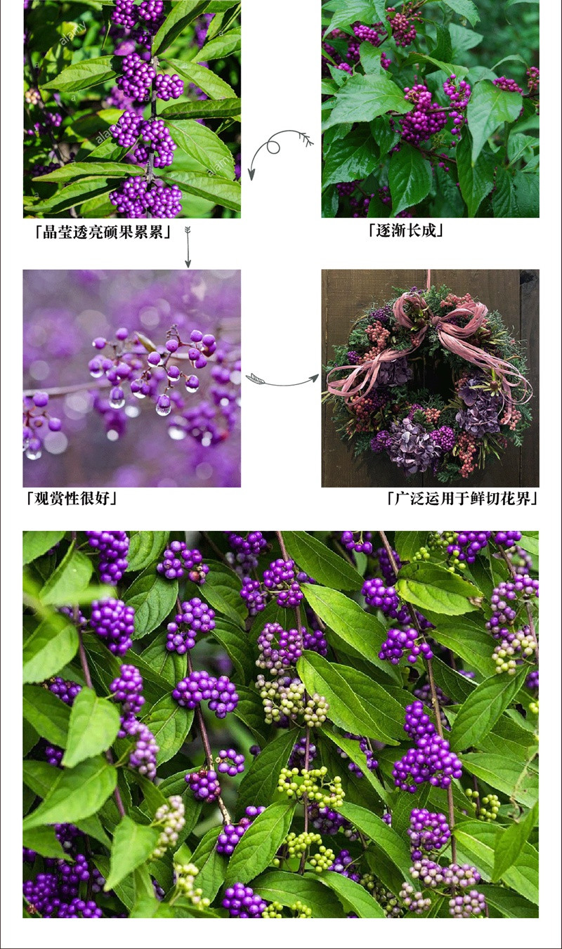 [日本紫珠]紫珠花期_图片_批发价格