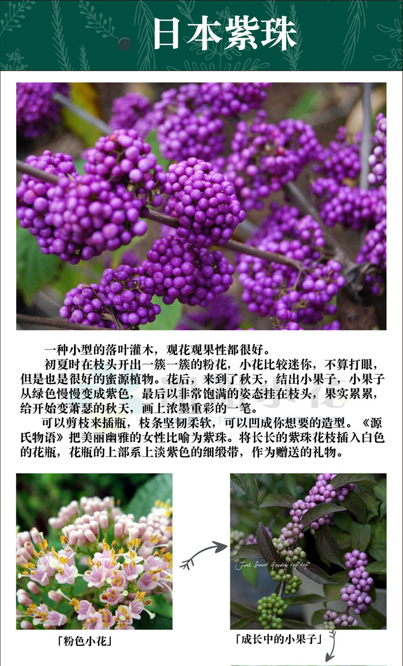 [日本紫珠]紫珠花期_图片_批发价格