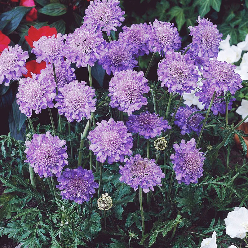 [蓝盆花]蓝盆花花期_图片_批发价格