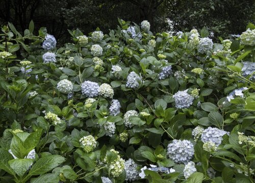 洋绣球花可以在室内养吗