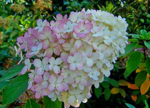 绣球花佳澄一年开几次花