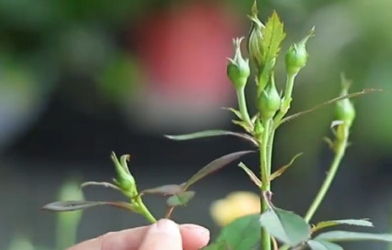 月季用磷酸二氢钾催花效果怎么样(磷酸二氢钾使用误区)