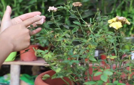 养好月季花的三大要素