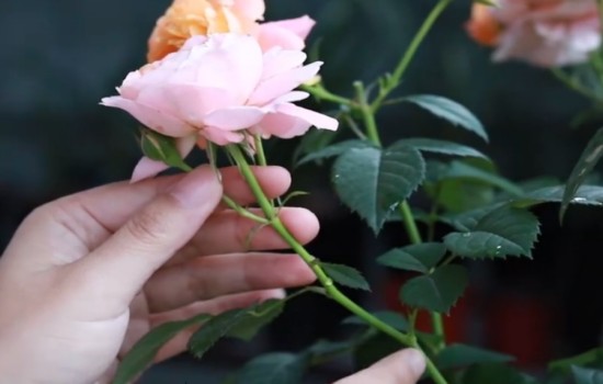 月季花苞下垂蔫了怎么回事