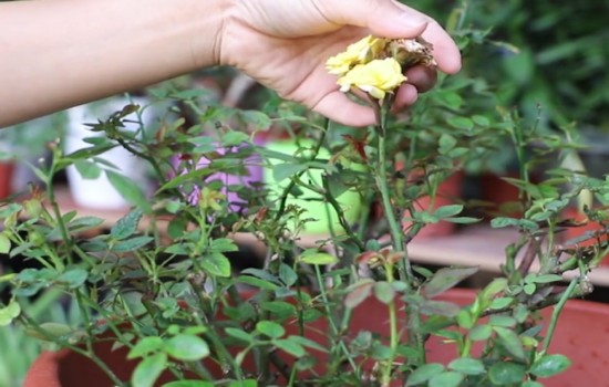 养好月季花的三大要素