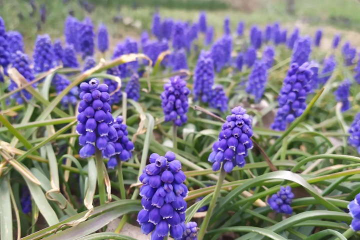 现在种什么花春节能开花