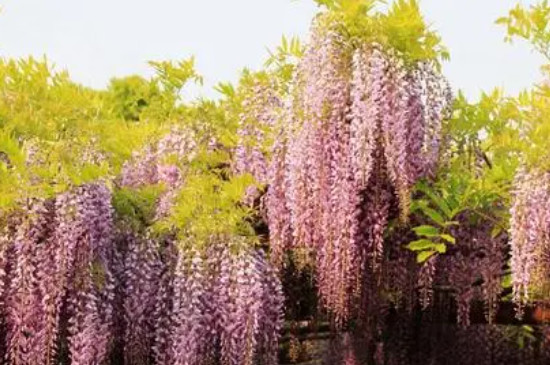 冬季里最耐寒的15种花卉