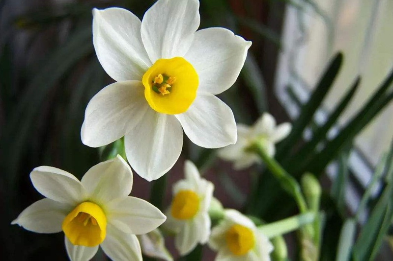 春节期间开放的十种花卉(过年开的花)