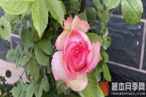 月季花冬天什么时候剪枝(月季花冬季剪枝技巧)