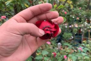 月季花朵焦边是什么原因