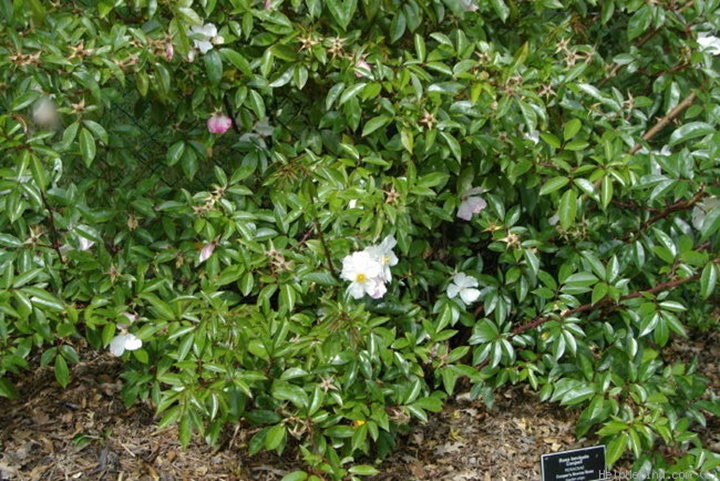 月季花是木本植物吗