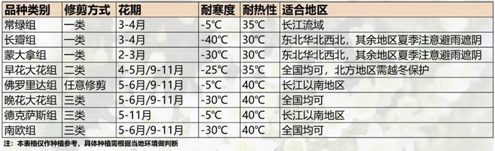 铁线莲能露天过冬吗