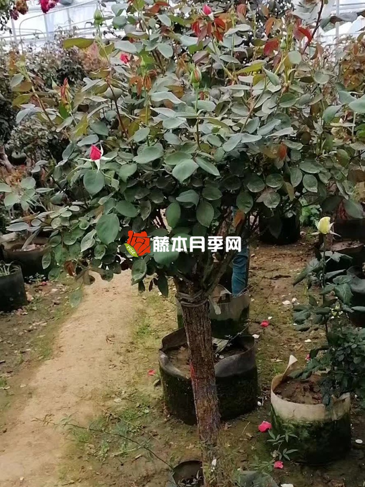 哪三种树可以用来嫁接月季？