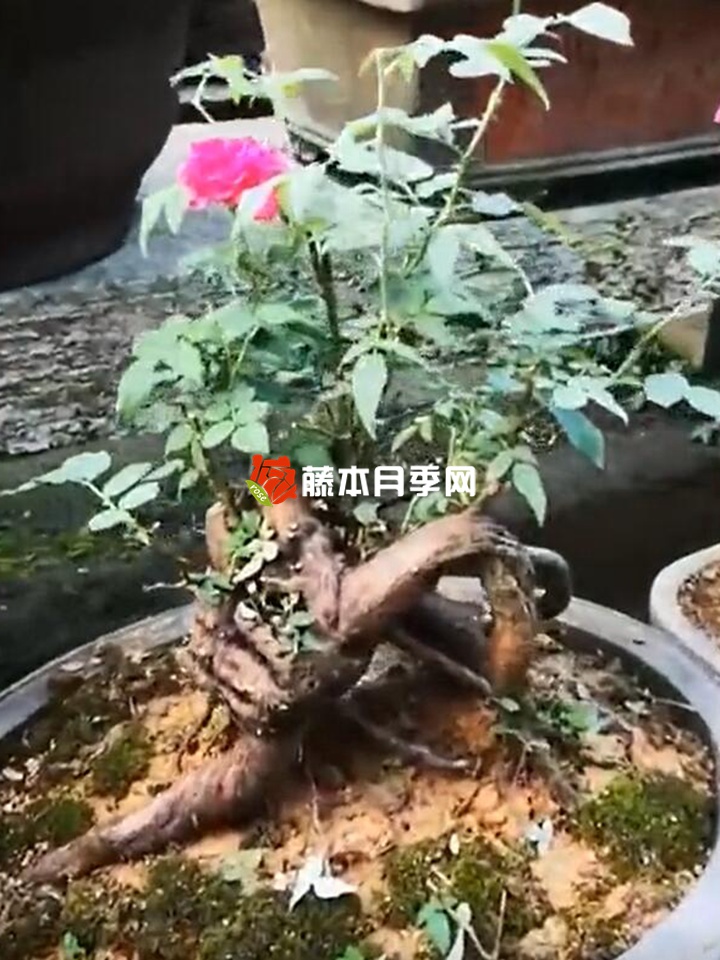 哪三种树可以用来嫁接月季？